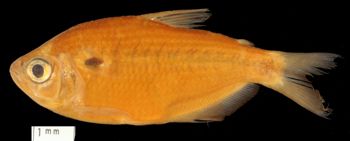 Media type: image;   Ichthyology 30948 Aspect: lateral